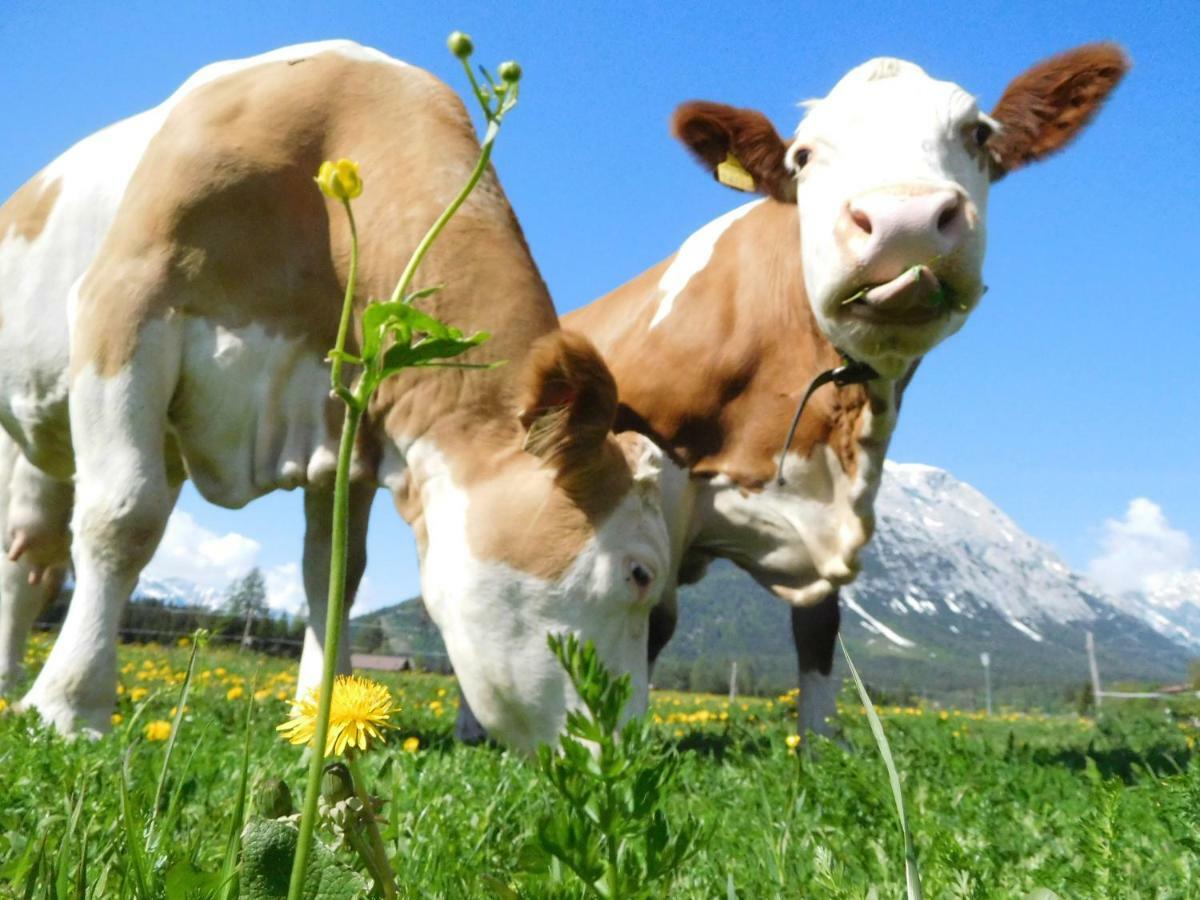 Thoamlhof Lägenhet Leutasch Exteriör bild