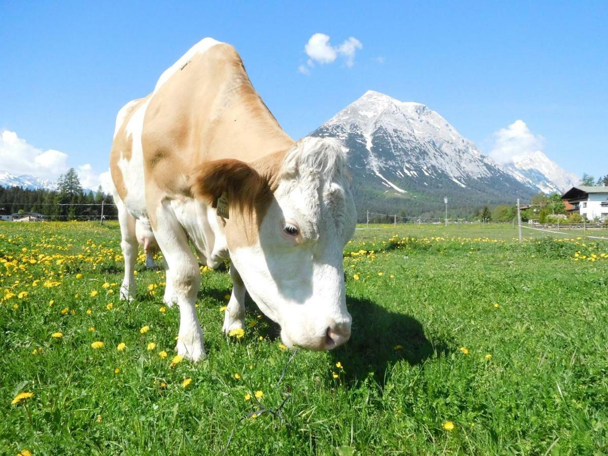 Thoamlhof Lägenhet Leutasch Exteriör bild